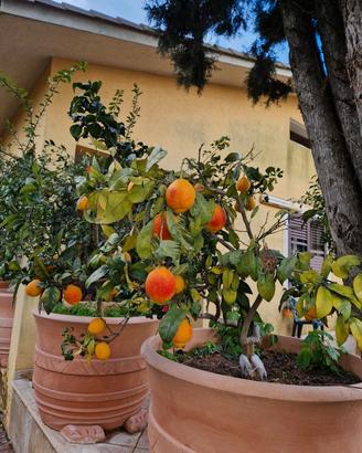 limone a buccia rossa