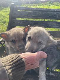 Cuccioli lupo cecoslovacco