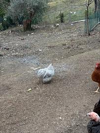 Galli e galline ornamentali