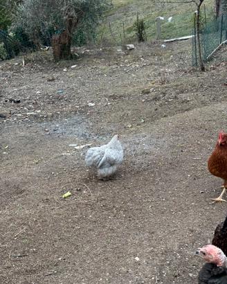Galli e galline ornamentali