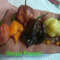 Semi Carolina Reaper, Habanero, 7 Pot,