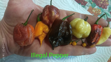 Semi Carolina Reaper, Habanero, 7 Pot,