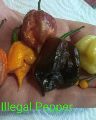 Semi Carolina Reaper, Habanero, 7 Pot,