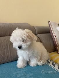 Cucciolo Maschio Maltese