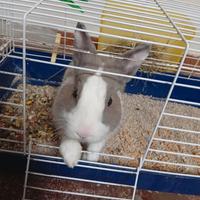 Coniglio nano di 8 mesi tanquillo e simpatico