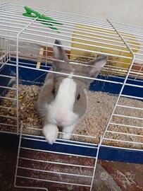 Coniglio nano di 8 mesi tanquillo e simpatico