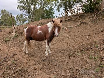 Stallone pony