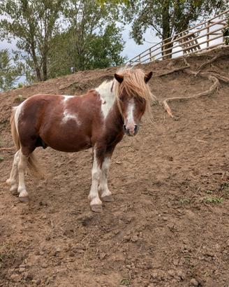 Stallone pony