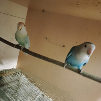 Inseparabili roseicollis