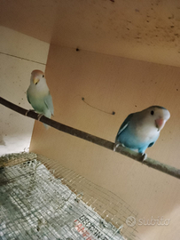 Inseparabili roseicollis