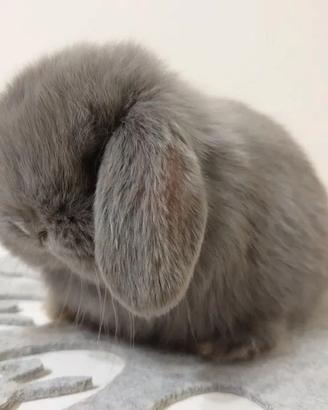 Minilop selezionati libretto sanitario