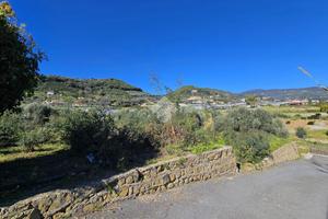 TER. AGRICOLO A TAGGIA