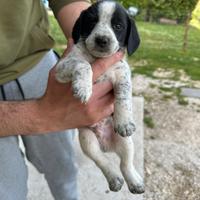 Cuccioli meticci di due mesi