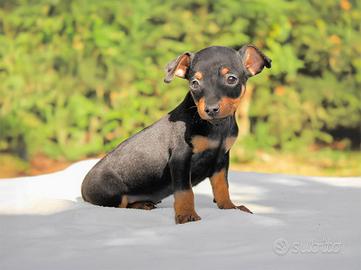 Cucciolo di Pinscher Nerofocato
