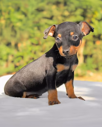 Cucciolo di Pinscher Nerofocato