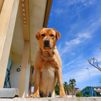 Labrador retriever per monta