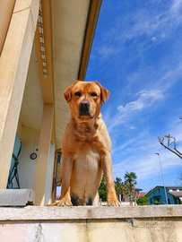 Labrador retriever per monta