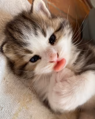 Ultimo cucciolo di gatto siberiano