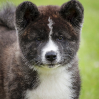 Akita inu
