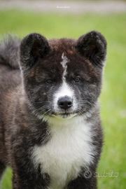 Akita inu