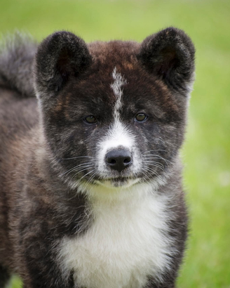 Akita inu