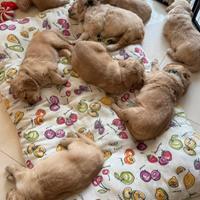 Golden Retriver americano