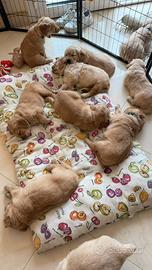 Golden Retriver americano