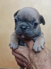 Bulldog francese cuccioli