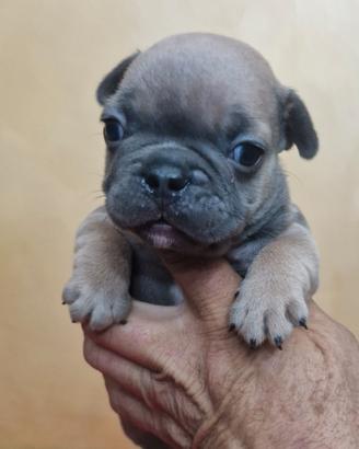 Bulldog francese cuccioli