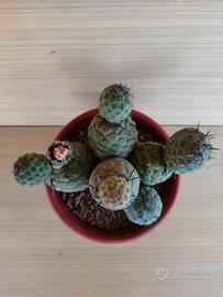Cactus Tephrocactus Geometricus 