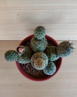 Cactus Tephrocactus Geometricus 