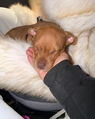 Pitbull Rednose