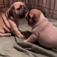 Bulldog Francese linea esotica RARA