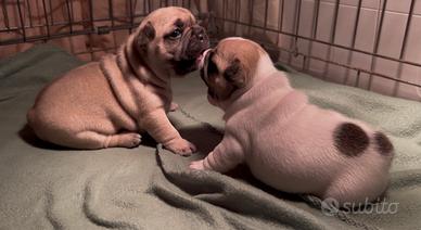 Bulldog Francese linea esotica RARA