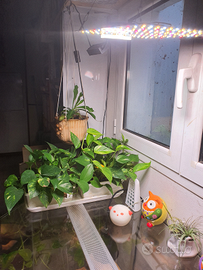 Plafoniera lampada solare LED per piante o rettili