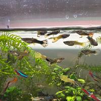 Guppy