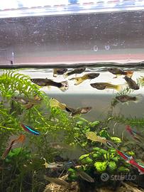 Guppy