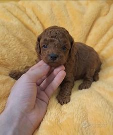 Barboncini mini toy red asiatici