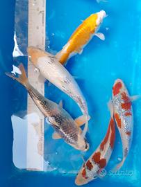 carpe Koi mix origine Giappone 