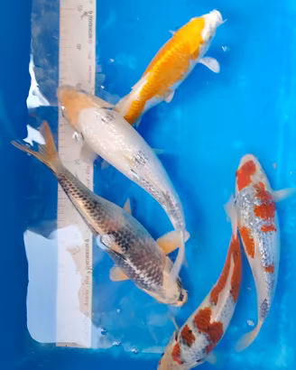 carpe Koi mix origine Giappone 
