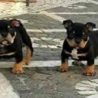 Ultimo cucciolo american BULLY TRICOLOR