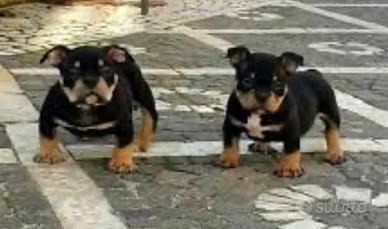 Ultimo cucciolo american BULLY TRICOLOR