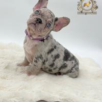 Pazzesca bulldog francese Lilac merle