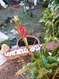 semi di canna indica 