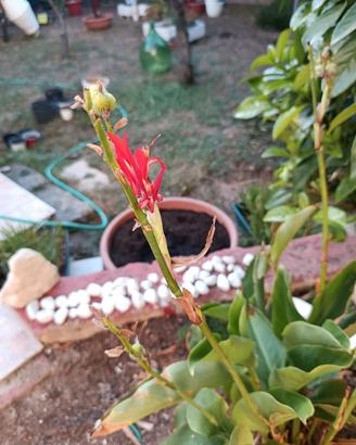 semi di canna indica 