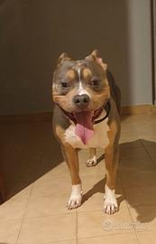 Pitbull UKC PER MONTA
