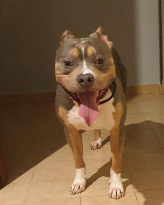 Pitbull UKC PER MONTA