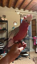 Pappagalli cacatua
