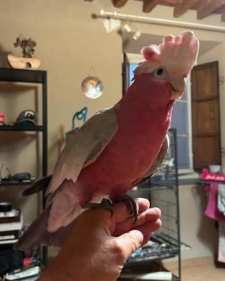 Pappagalli cacatua