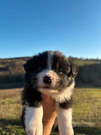 Cuccioli Border Collie